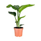 Strelitzia 12cm Nicolai - Green Plant The Horti House