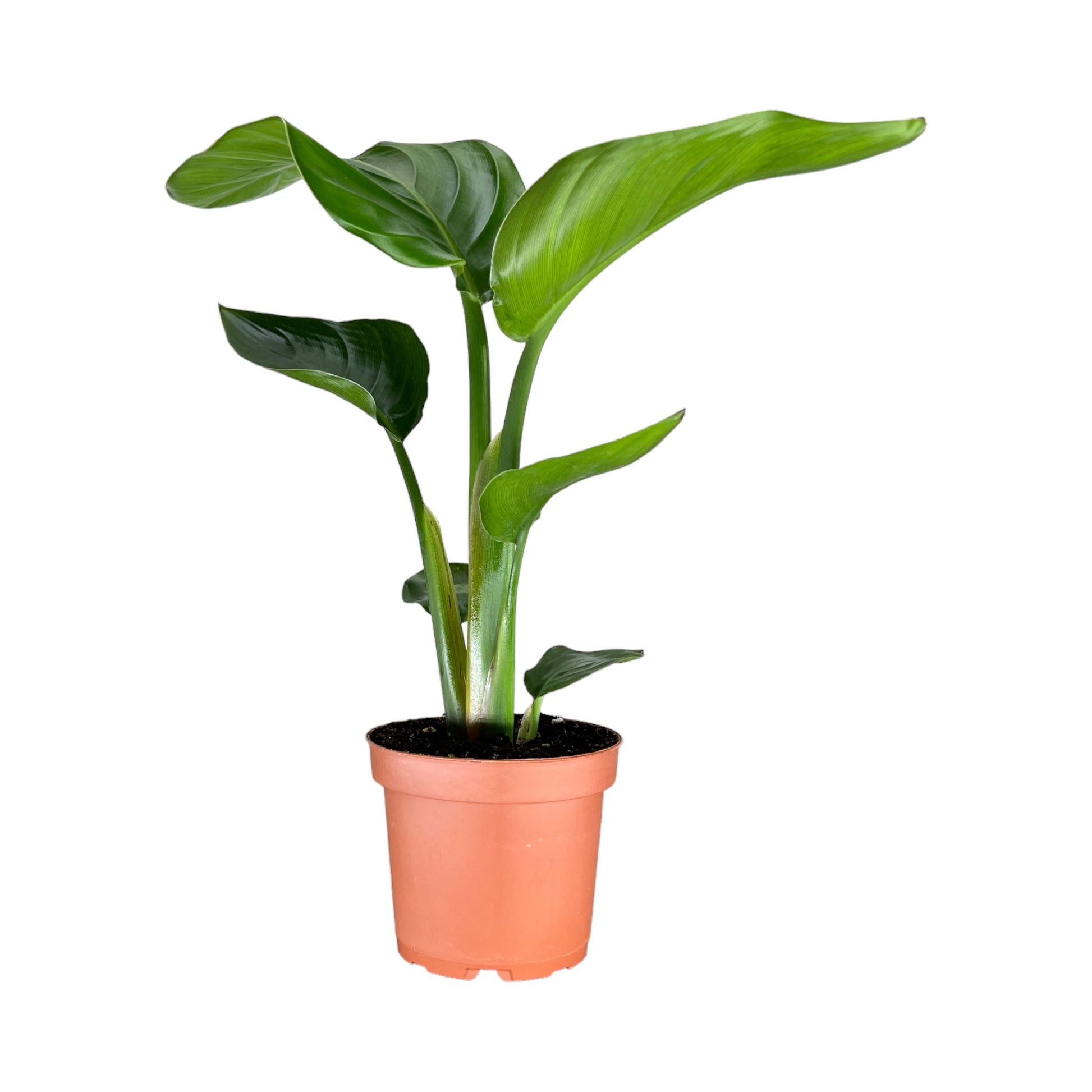 Strelitzia 12cm Nicolai - Green Plant The Horti House