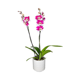 Phalaenopsis 12cm Twin Stem Bi-colour in Oxford Ceramic