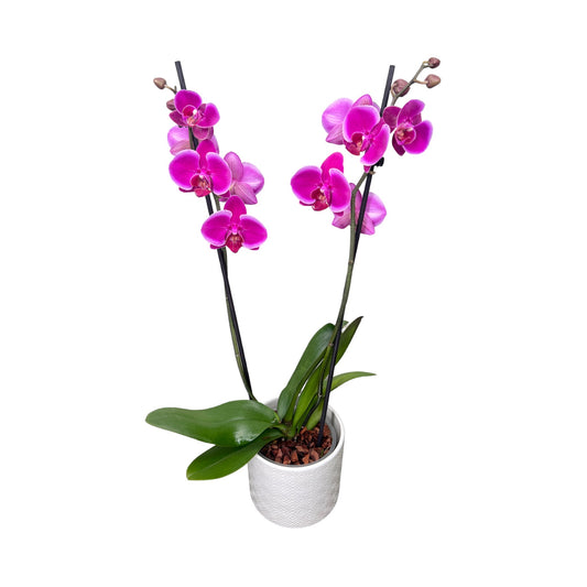 Phalaenopsis 12cm Twin Stem Purple in Oxford Ceramic