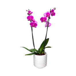 Phalaenopsis 12cm Twin Stem Purple in Oxford Ceramic