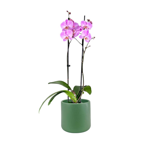 Phalaenopsis 12cm Twin Stem Pink in Cambridge Ceramic