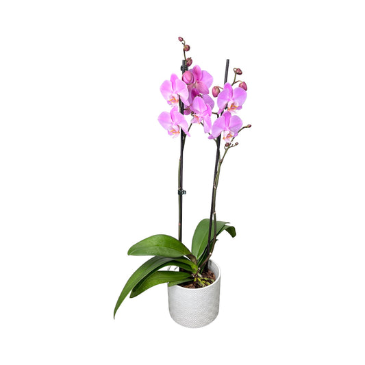 Phalaenopsis 12cm Twin Stem Pink in Oxford Ceramic