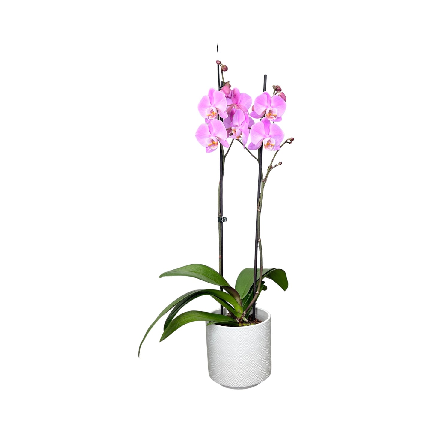 Phalaenopsis 12cm Twin Stem Pink in Oxford Ceramic