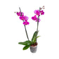 Phalaenopsis 12cm Twin Stem Purple
