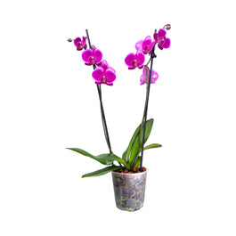 Phalaenopsis 12cm Twin Stem Purple