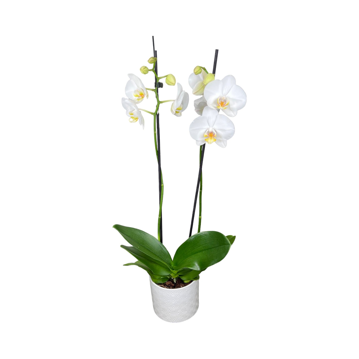 Phalaenopsis 12cm Twin Stem White in Oxford Ceramic