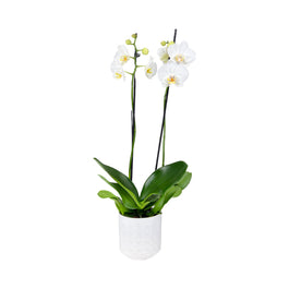 Phalaenopsis 12cm Twin Stem White in Oxford Ceramic