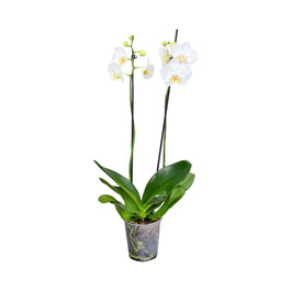 Phalaenopsis 12cm Twin Stem White