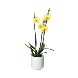 Phalaenopsis 12cm Twin Stem Yellow and Orange in Oxford Ceramic