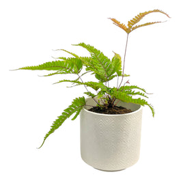 Fern 12cm Pteris Tricolour in Oxford Ceramic