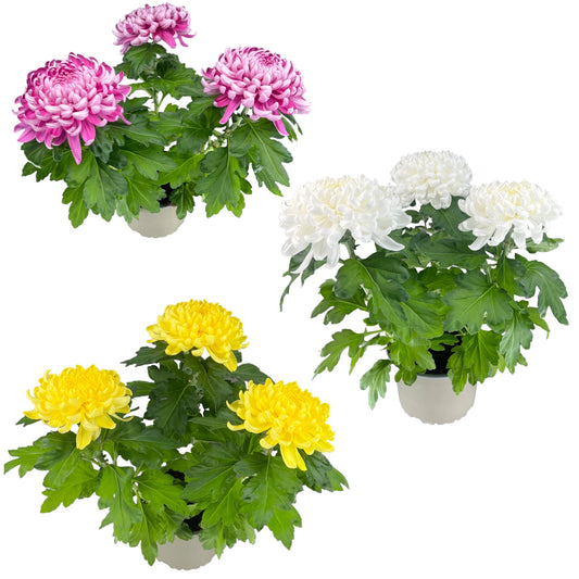 Chrysanthemum 14cm Bloom Mix - The Horti House