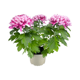 Chrysanthemum 14cm Bloom Pink - Flowering The Horti House