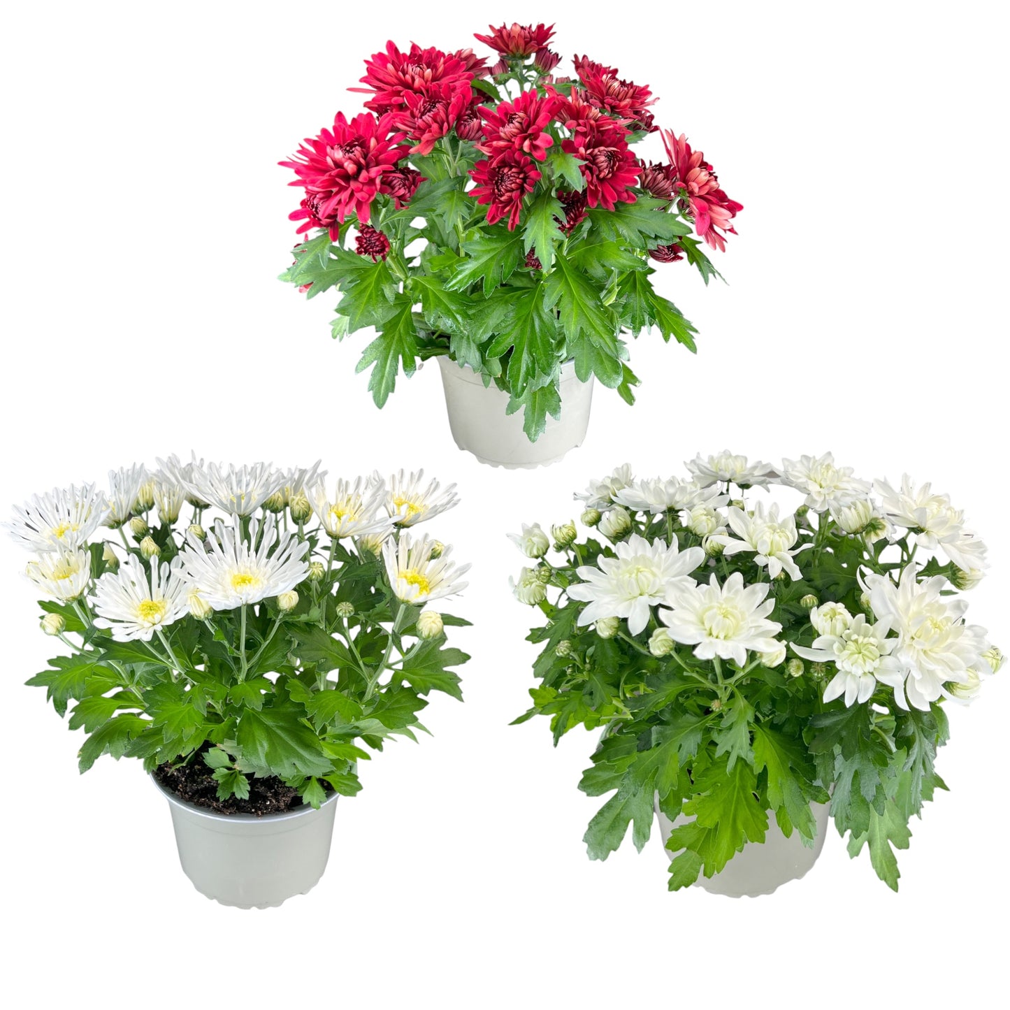 Chrysanthemum 14cm Red & White Mix