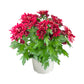 Chrysanthemum 14cm Red & White Mix