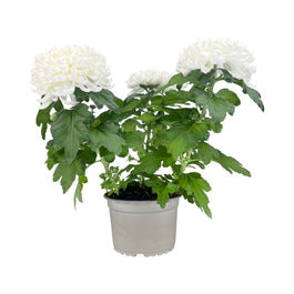 Chrysanthemum 14cm Bloom White - Flowering The Horti House