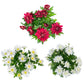 Chrysanthemum 14cm Red & White Mix