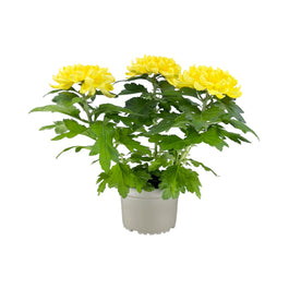 Chrysanthemum 14cm Bloom Yellow - Flowering The Horti House