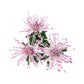 Chrysanthemum 14cm Fireworks Mixed Colours In Zinc