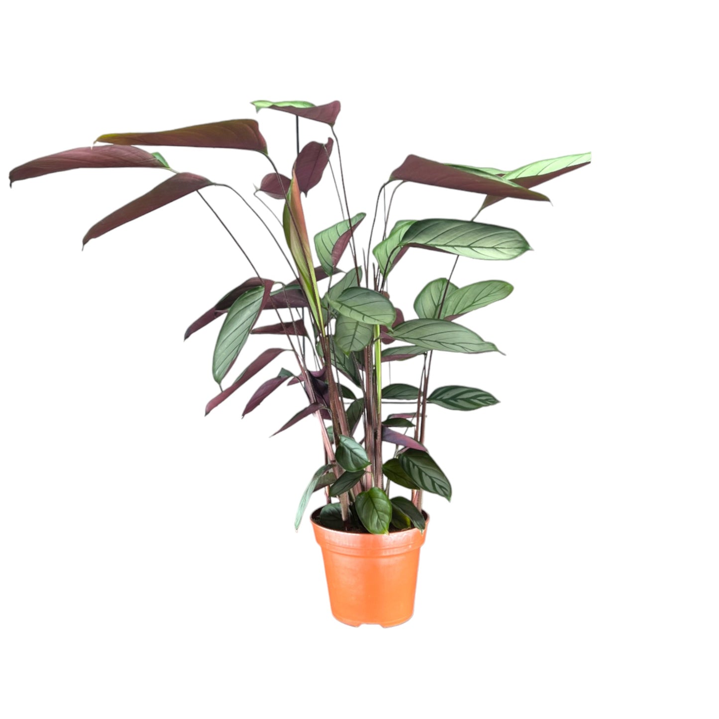 Calathea 17cm Setosa - Green Plant The Horti House