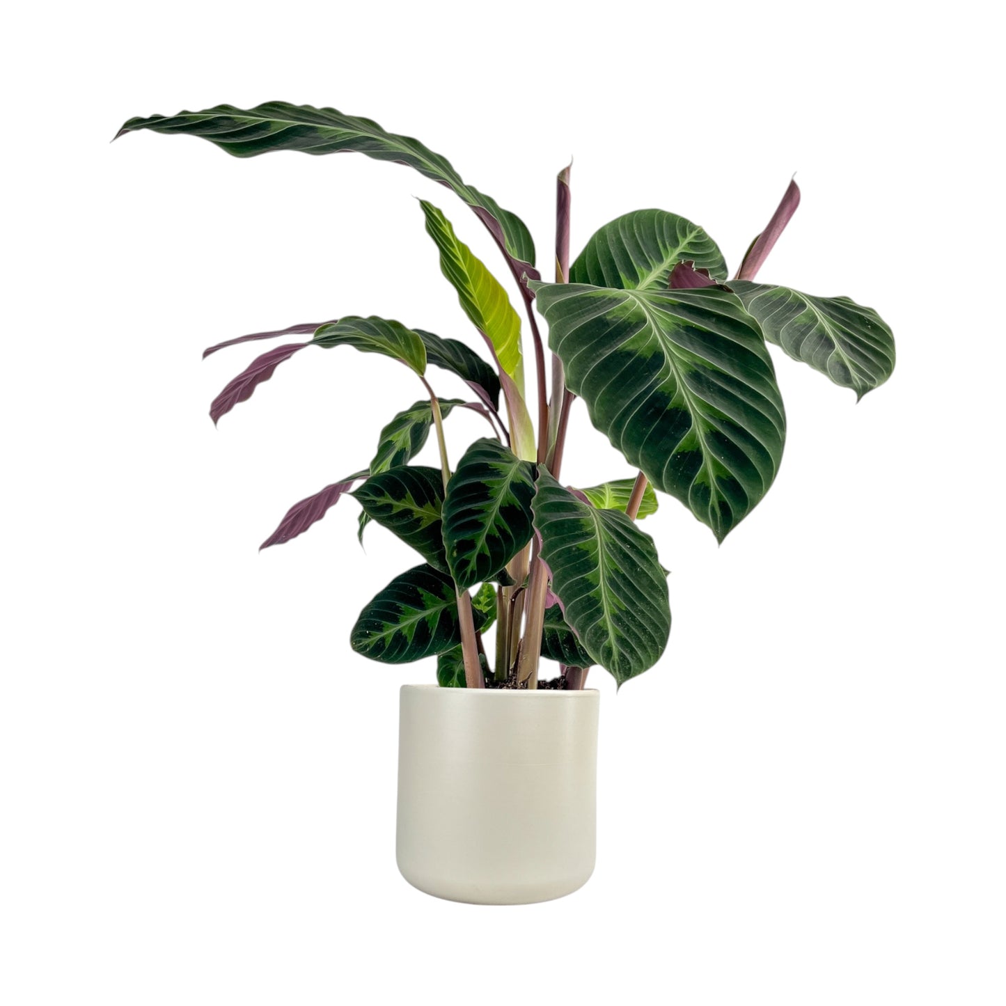 Calathea 17cm Warszewiczii in Cambridge Ceramic