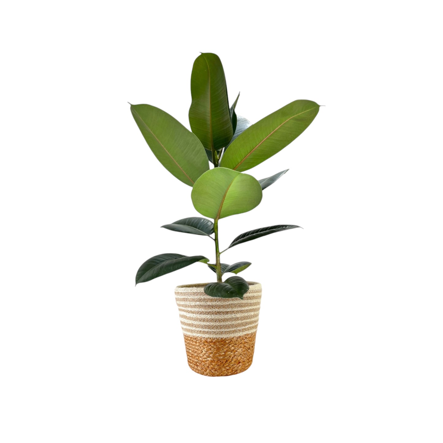 Ficus Elastica 17cm Robusta in Basket