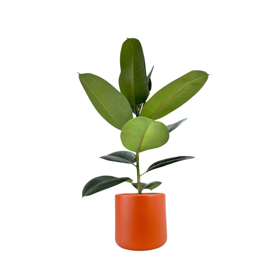 Ficus Elastica 17cm Robusta in Cambridge Ceramic