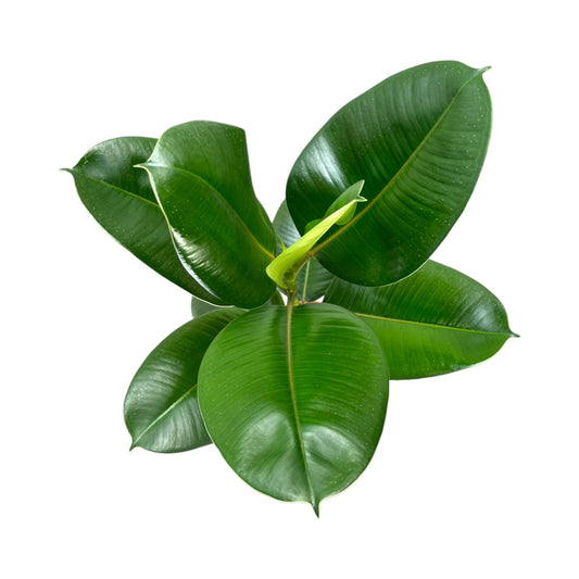 Ficus Elastica 17cm Robusta - Green Plant The Horti House