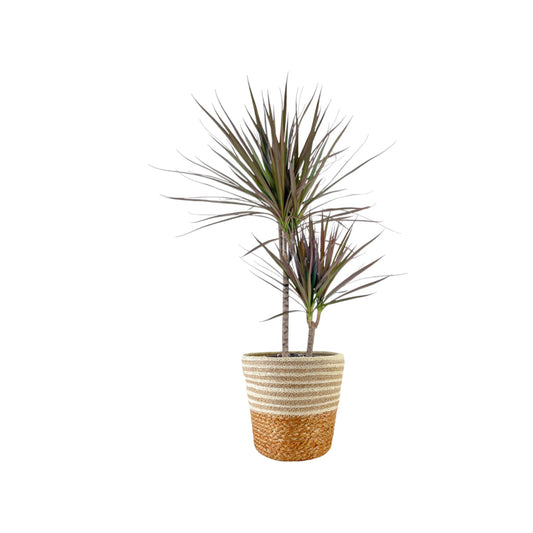 Dracaena 17cm Marginata In Basket