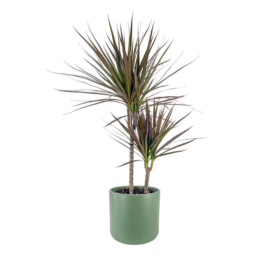 Dracaena 17cm Marginata in Cambridge Ceramic