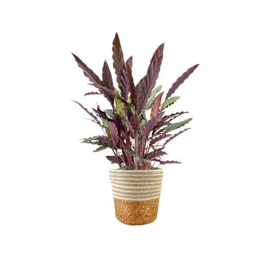 Calathea 17cm Rufibarba in Basket