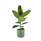 Ficus Elastica 17cm Robusta in Cambridge Ceramic