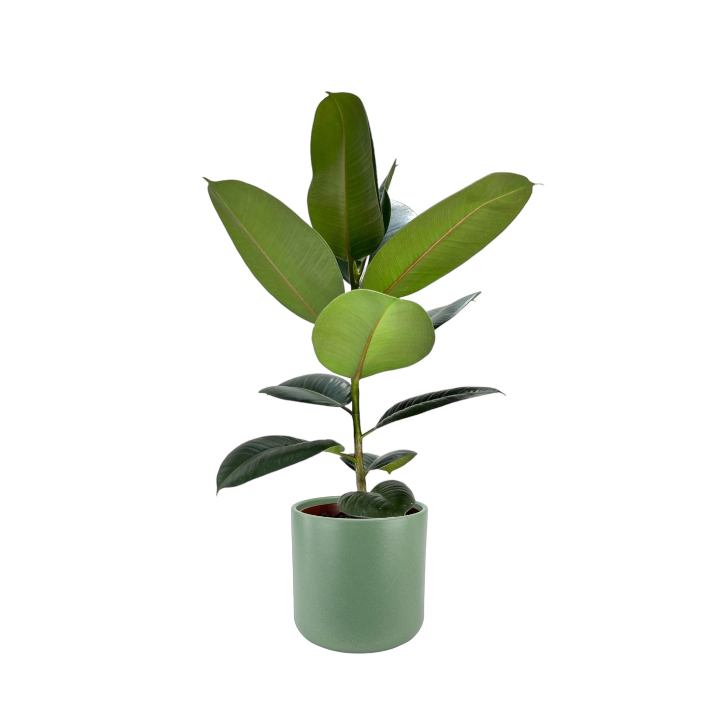 Ficus Elastica 17cm Robusta in Cambridge Ceramic