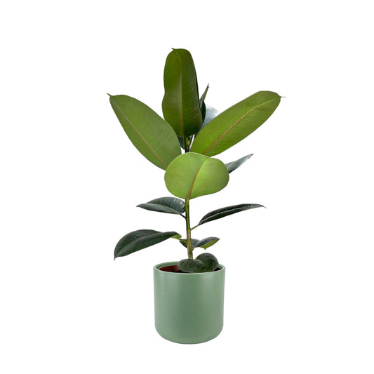 Ficus Elastica 17cm Robusta in Cambridge Ceramic