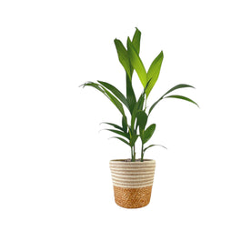 Areca Palm 17cm Catechu In Basket