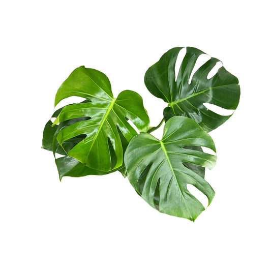 Monstera 17cm Deliciosa - Green Plant The Horti House