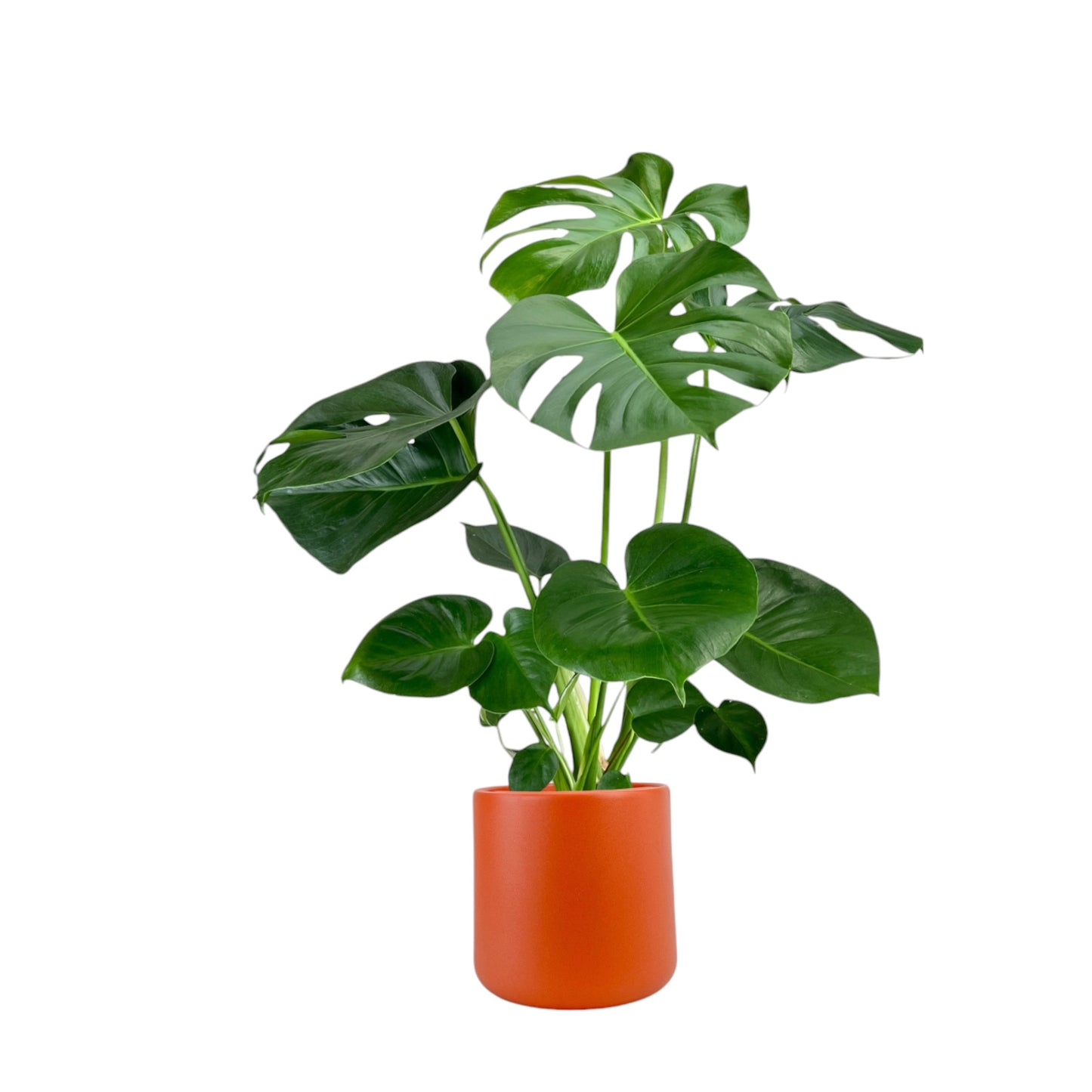 Monstera 17cm Deliciosa in Cambridge Ceramic