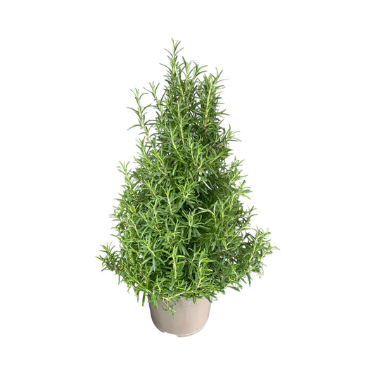 Rosemary Christmas Tree 17cm - Orchid The Horti House