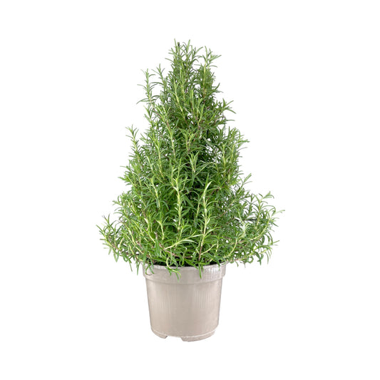 Rosemary Christmas Tree 17cm - Orchid The Horti House