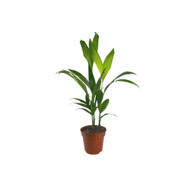 Areca Palm 17cm Catechu - Green Plant The Horti House