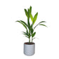 Areca Palm 17cm Catechu in Cambridge Ceramic