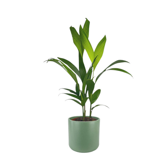 Areca Palm 17cm Catechu in Cambridge Ceramic