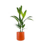 Areca Palm 17cm Catechu in Cambridge Ceramic