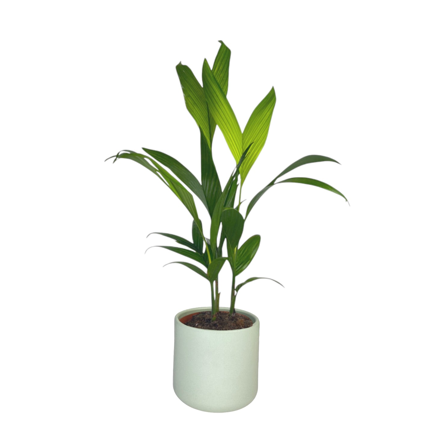 Areca Palm 17cm Catechu in Cambridge Ceramic