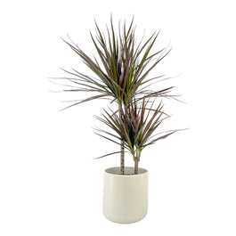 Dracaena 17cm Marginata in Cambridge Ceramic