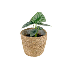 Alocasia 12cm Silver Dragon In Basket