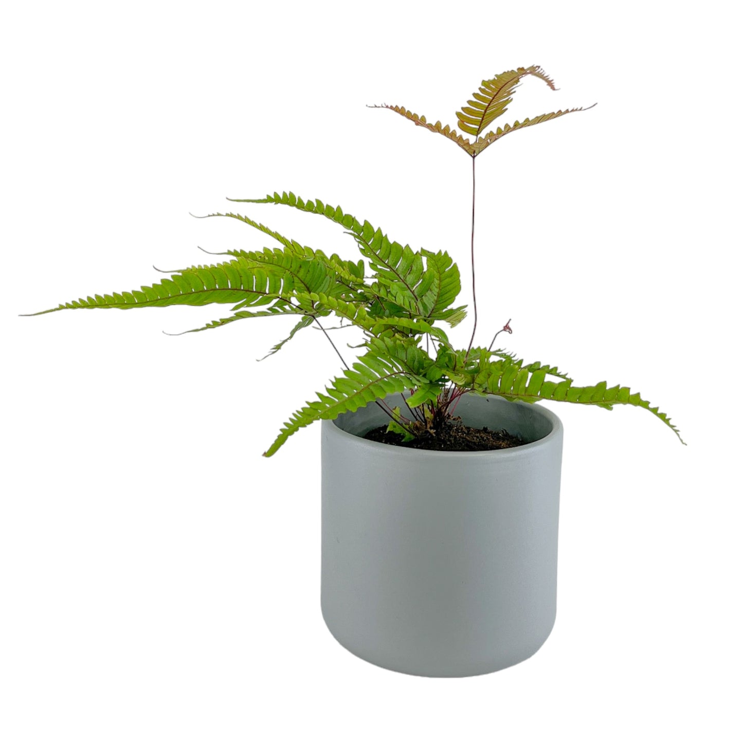 Fern 12cm Pteris Tricolour in Cambridge Ceramic