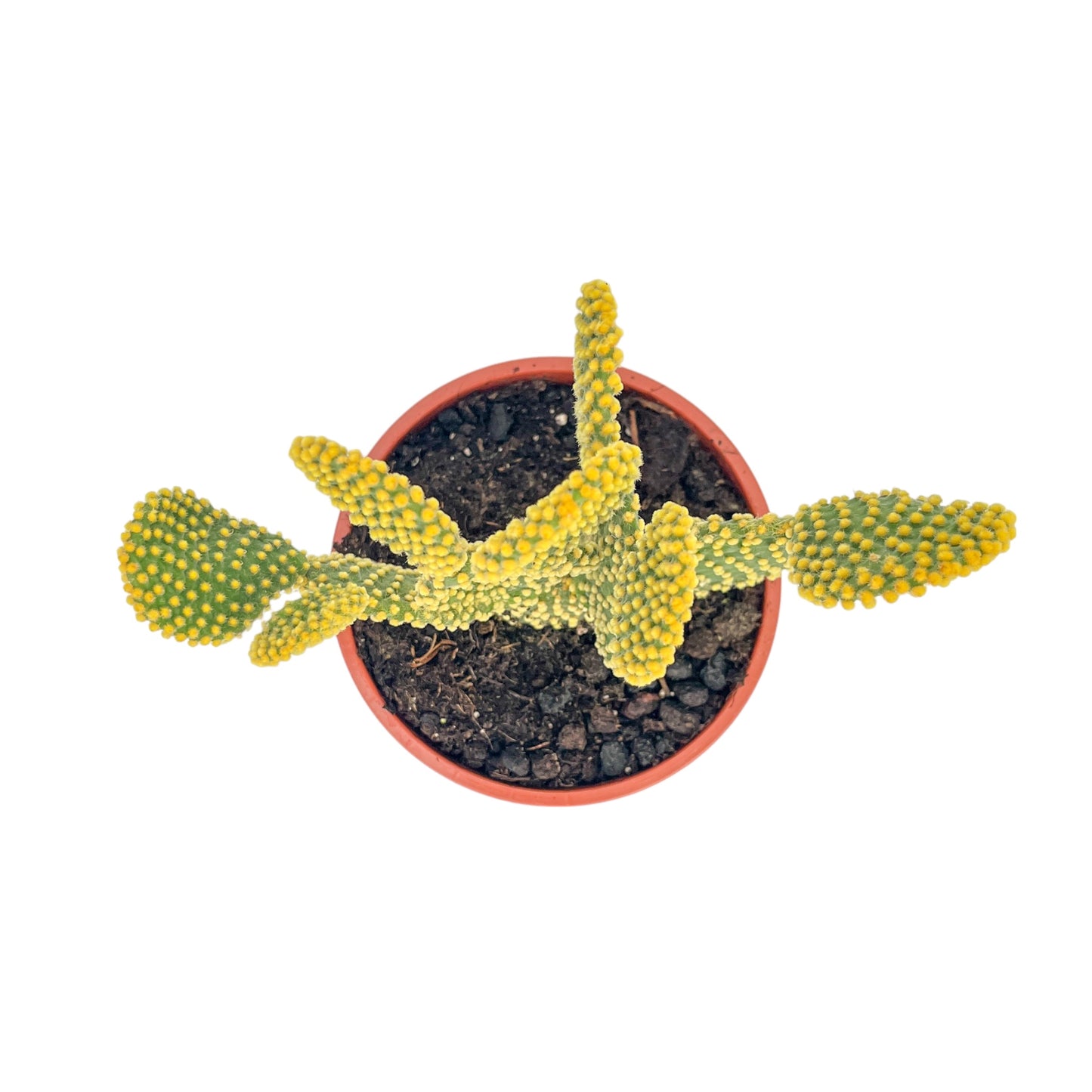 Cacti 17cm Opuntia