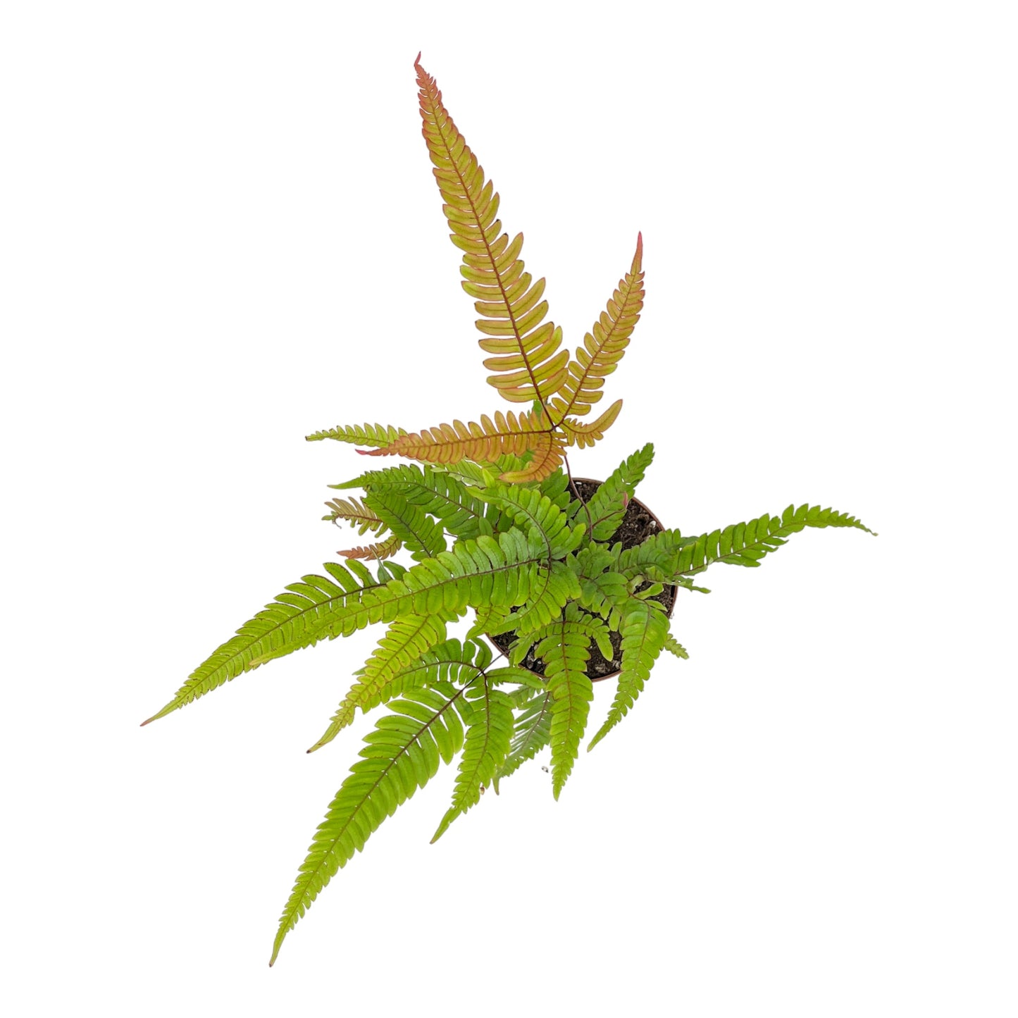 Fern 12cm Pteris Tricolour