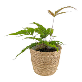 Fern 12cm Pteris Tricolour In Basket